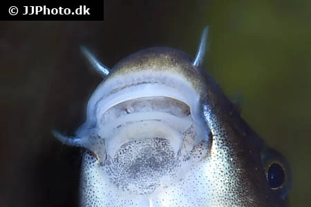 Doktorfisk (Garra rufa)